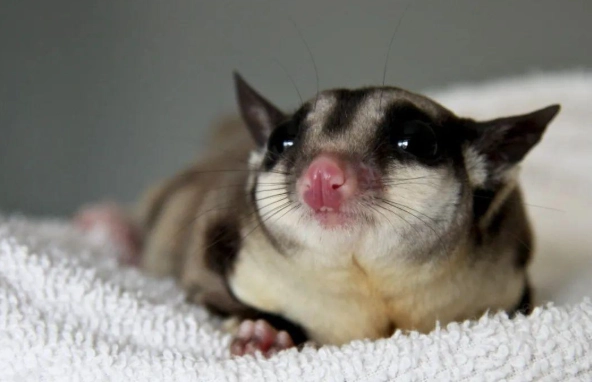 蜜袋鼯夜間吵鬧