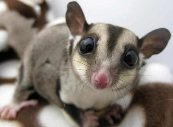 蜜袋鼯飼養指南