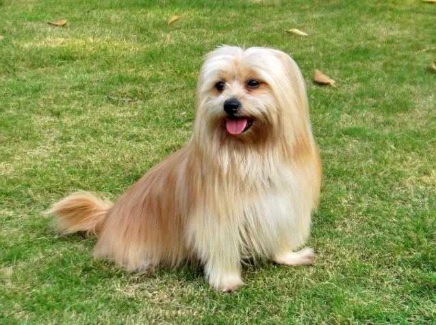 狗狗嘔吐黃色原因