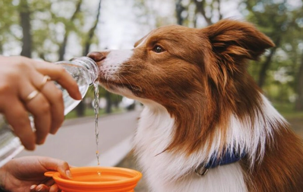 狗狗拉肚子喝水 狗狗拉肚子喝水