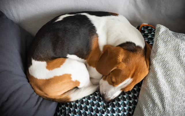 狗狗坐姿睡覺原因