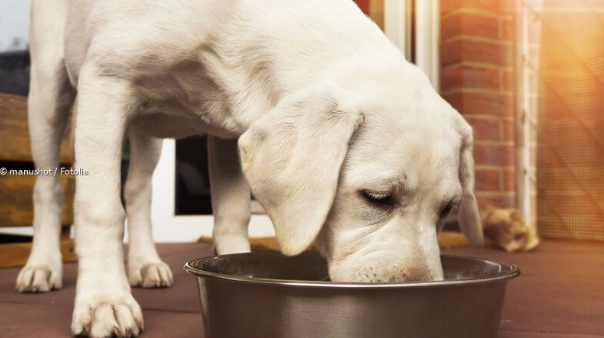 宠物狗健康问题 宠物狗健康问题