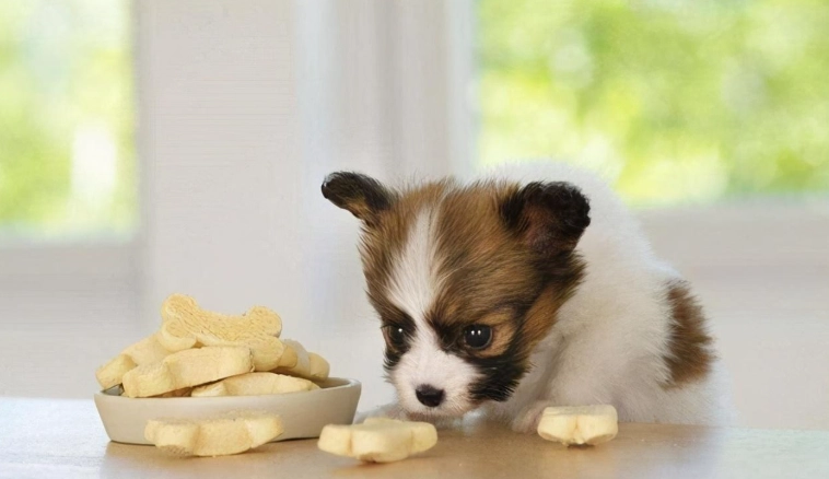 狗狗吃果乾安全嗎