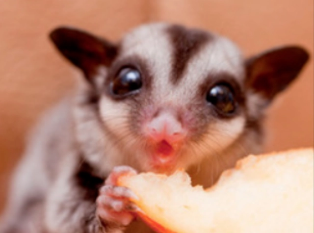 蜜袋鼯認主人 蜜袋鼯認主人