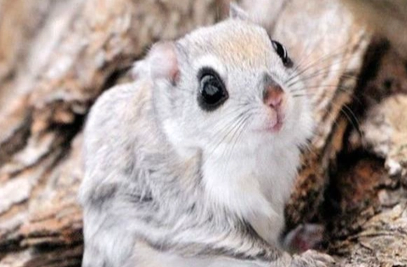 台灣大眼飛鼠生態