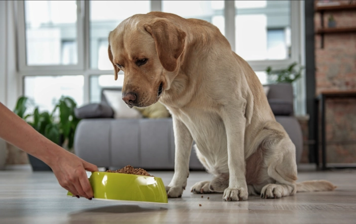 巧克力對狗有毒