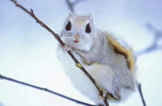 台灣大眼飛鼠生態