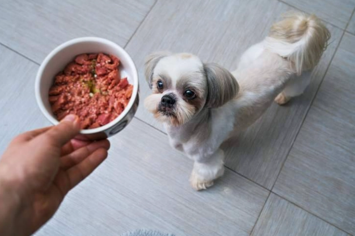 宠物拉肚子处理 宠物拉肚子处理