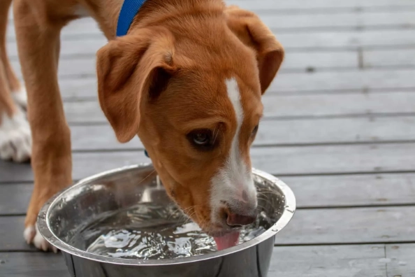 宠物狗健康问题 宠物狗健康问题