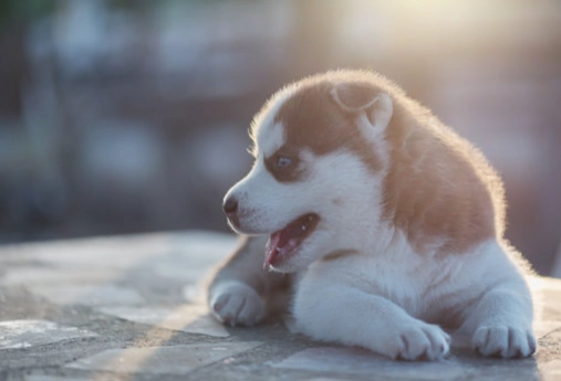 狗狗過敏食物列表