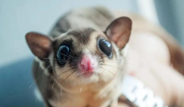 蜜袋鼯飼養指南