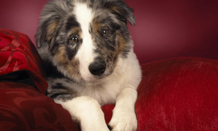 狗嘔吐黃色泡沫