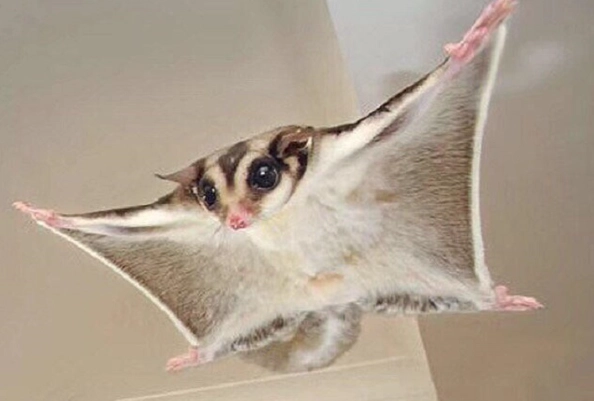 蜜袋鼯懷孕跡象