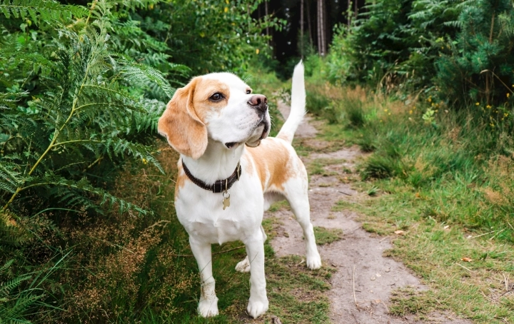鷹嘴豆狗狗安全