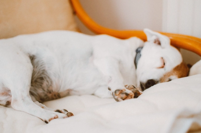 狗狗坐姿睡覺原因