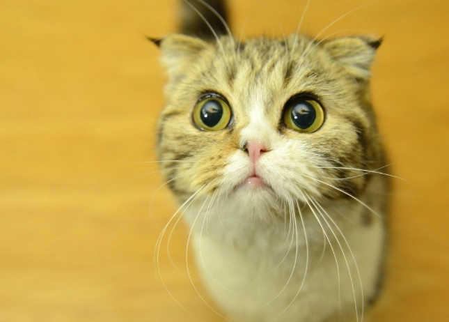 貓糖尿病初期症狀 貓糖尿病初期症狀