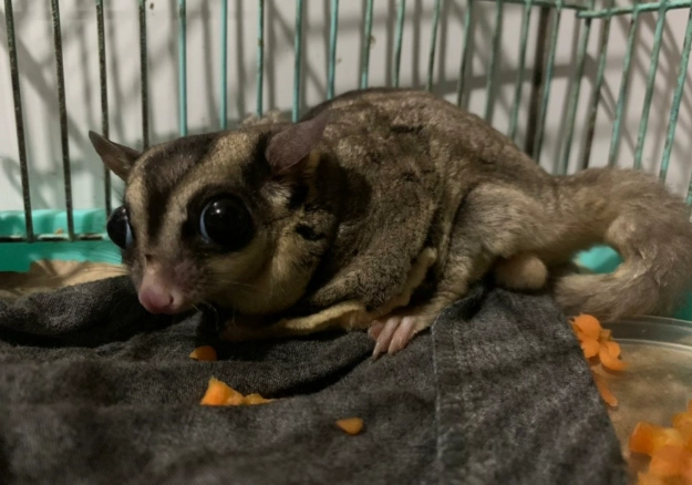 蜜袋鼯飼養方法