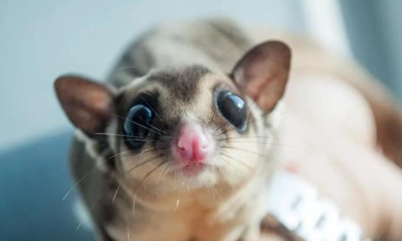 蜜袋鼯叫聲原因