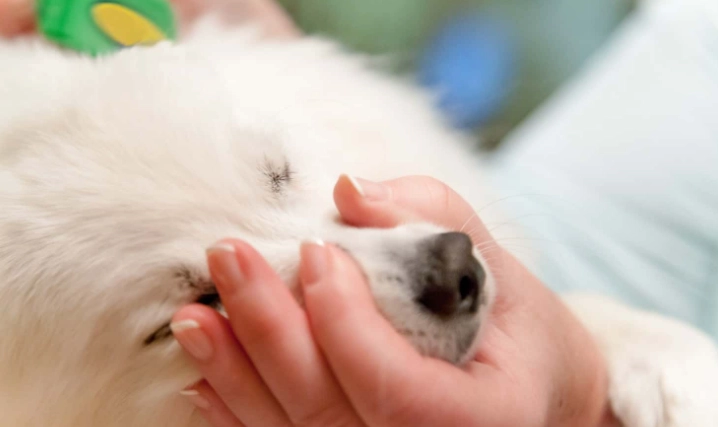 小型犬呼吸困難