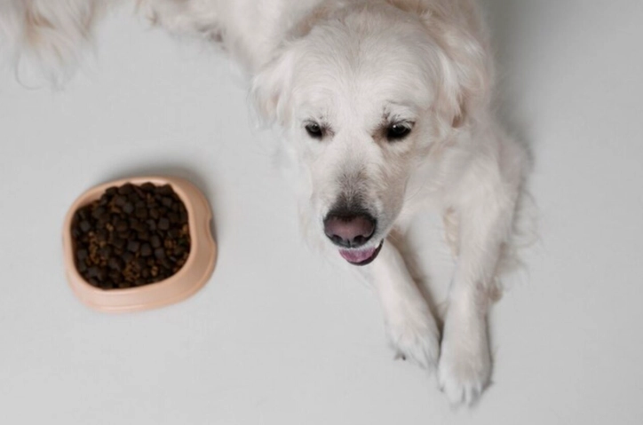 狗狗腸胃不適益生菌 狗狗腸胃不適益生菌