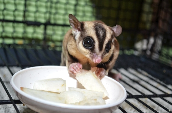蜜袋鼯食物清單