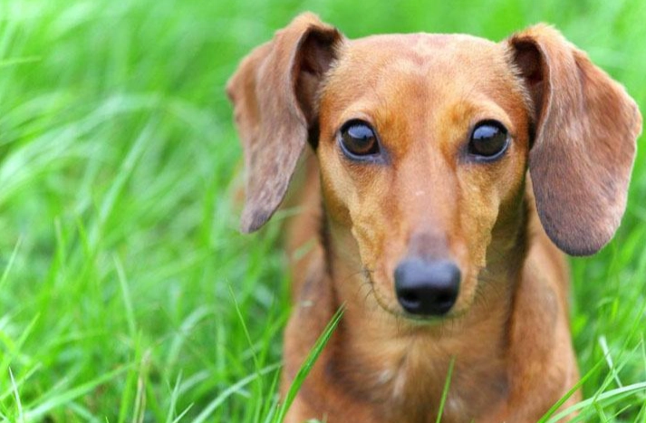 狗狗嘔吐綠色原因