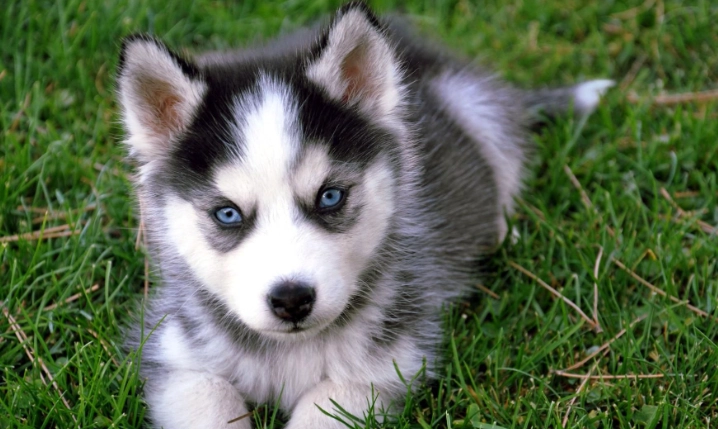 寵物飲食鷹嘴豆