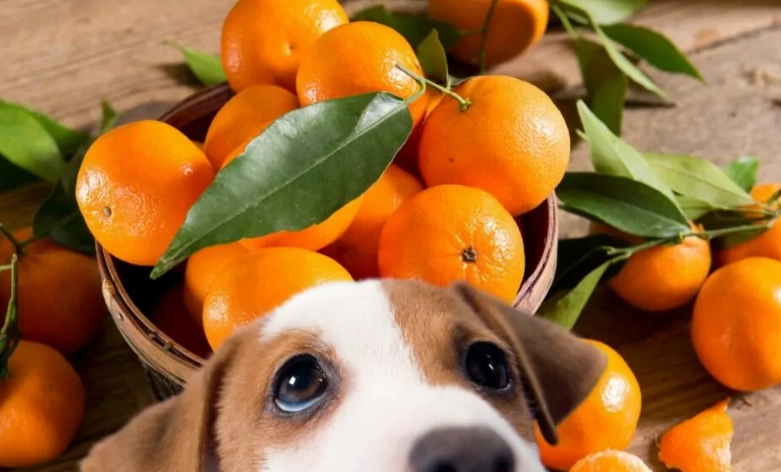狗可以吃橘子嗎