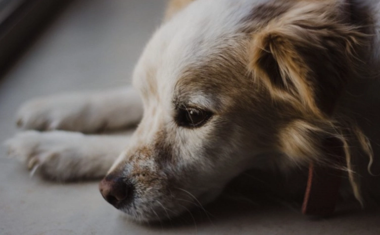 寵物皮膚炎護理