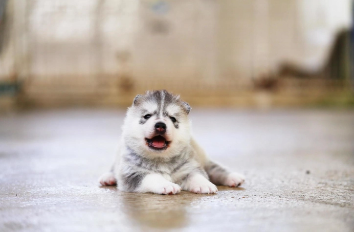 狗狗食物過敏治療