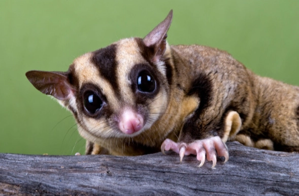 蜜袋鼯飲食注意事項