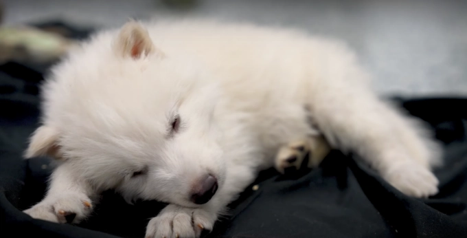 小型犬氣管保健