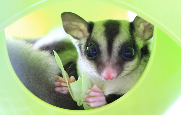 蜜袋鼯餵食禁忌