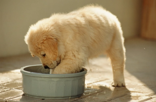 狗呕吐喝水多 狗呕吐喝水多