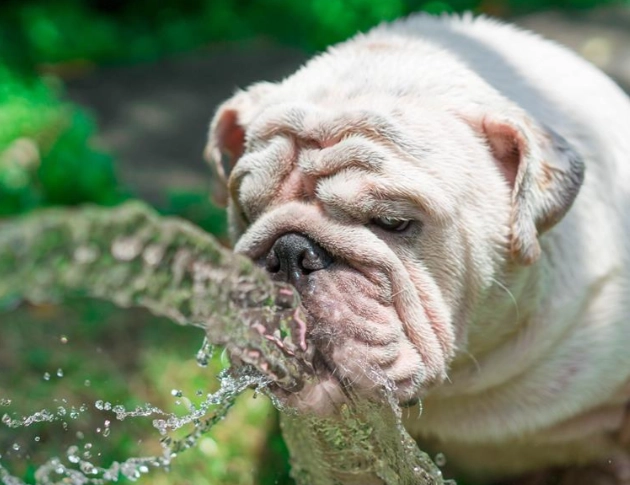 狗狗喝水多尿多