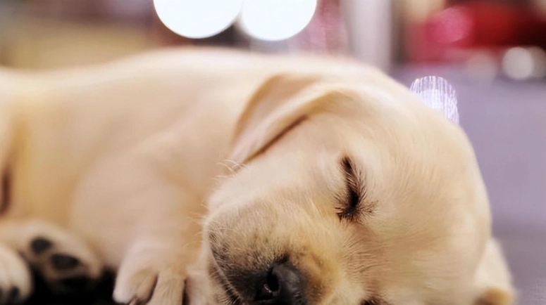 黃金獵犬皮膚病治療