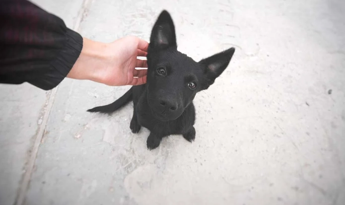 狗狗皮膚病症狀