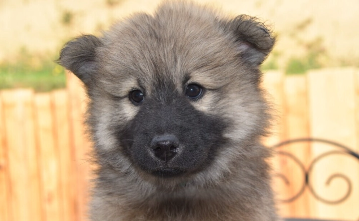 白蘿蔔對狗狗的好處