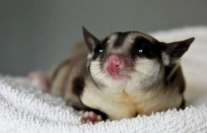 蜜袋鼯健康餵養