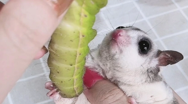 蜜袋鼯發情期行為 蜜袋鼯發情期行為