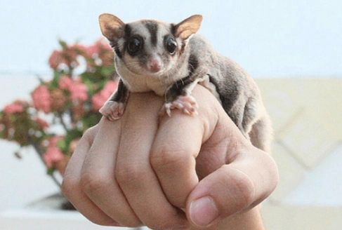 蜜袋鼯行為分析 蜜袋鼯行為分析