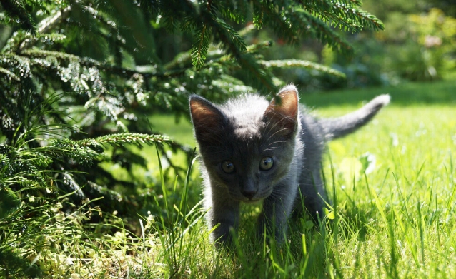 貓糖尿病風險因素