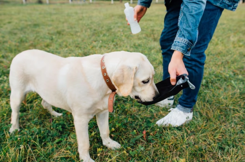狗狗多飲多尿 狗狗多飲多尿