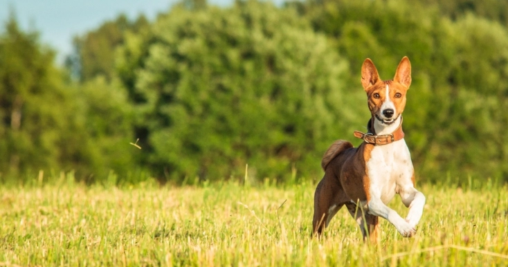 狗誤食洋蔥處理