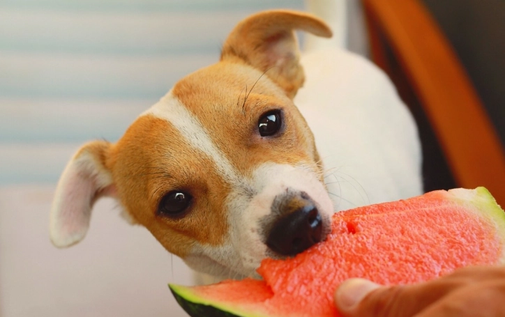 狗狗拉肚子飼料