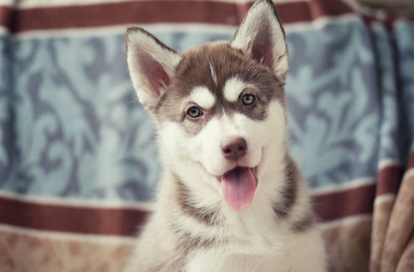 狗狗過敏飲食管理