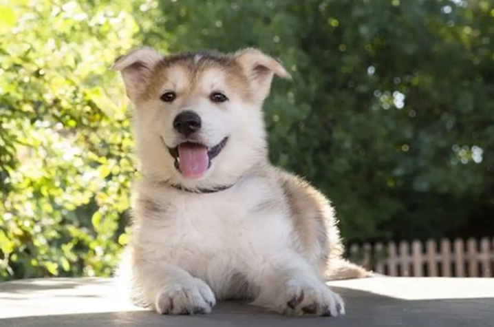 狗狗食物過敏治療