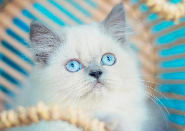 貓糖尿病血糖值 貓糖尿病血糖值