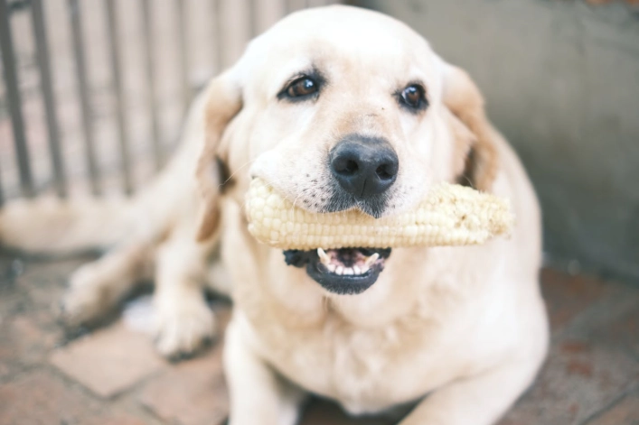 糯米玉米狗狗安全