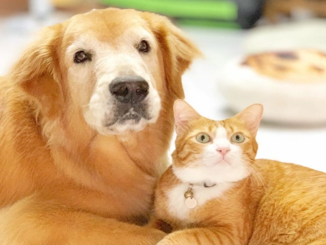 犬貓糖尿病飲食